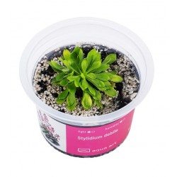 Stylidium dibble carnivorous plant in cup