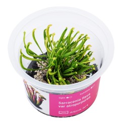 Sarracenia Flava Var Atropurpea en coupe - Aqua Art Plante carnivore de terrarium
