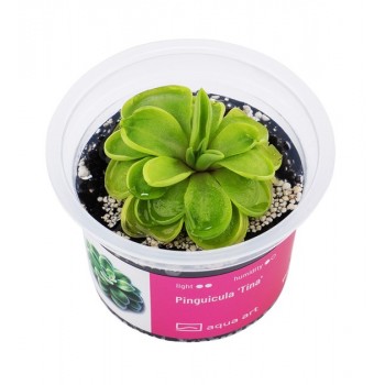 Pinguicula 'Tina' en coupe - Aqua Art Plante carnivore de...