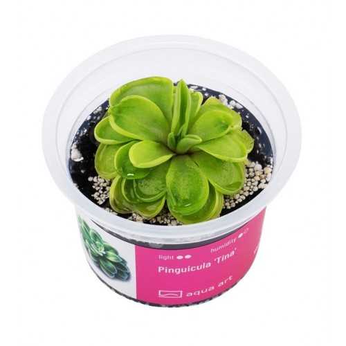 PINGUICULA 'TINA' IN CUP - Aqua Art Terrarium...