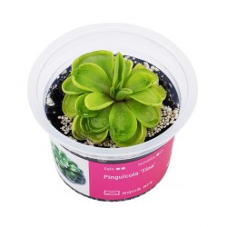 PINGUICULA 'TINA' IN CUP - Aqua Art Terrarium carnivorous plant
