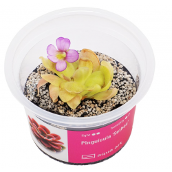 Pinguicula 'Sethos' in Cup - Aqua Art Terrarium carnivorous plant