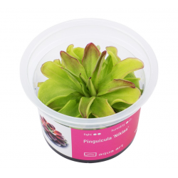 Pinguicula 'Niklas' en coupe - Aqua Art Plante carnivore de terrarium