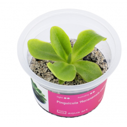 Pinguicula 'Moranensis Carow' in Cup - Aqua Art Terrarium carnivorous plant