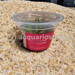 Sarracenia flava var atropurpurea in cup - Aqua Art Terrarium carnivorous plant