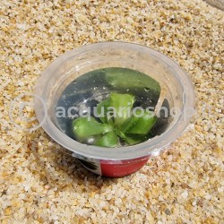 Pinguicula 'Tina' in cup - Aqua Art Carnivora plant for Terrarium