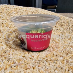 Pinguicula 'Niklas' in cup - Aqua Art Carnivora plant for Terrarium