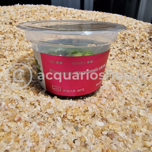 Pinguicula 'Moranensis carow' in cup - Aqua Art...