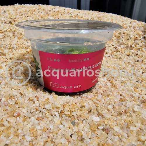 Pinguicula 'Moranensis Carow' in Cup - Aqua Art...