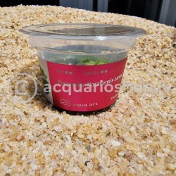 Pinguicula 'Moranensis Carow' in Cup - Aqua Art Terrarium carnivorous plant