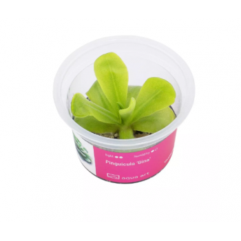 Pinguicula 'Gina' in cup - Aqua Art Pianta Carnivora per...