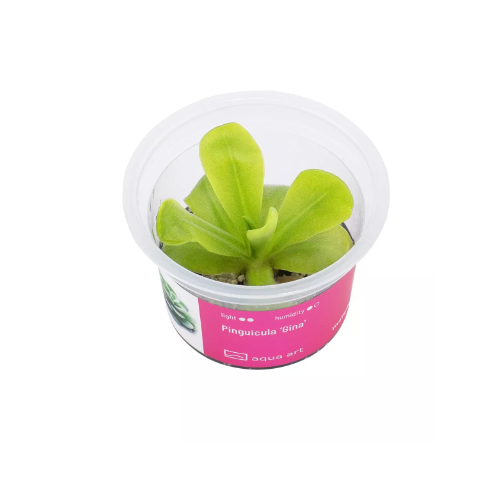Pinguicula 'Gina' in Cup - Aqua Art Terrarium...