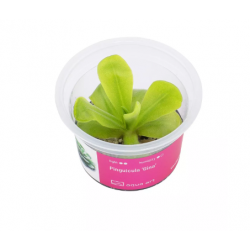 Pinguicula 'Gina' in cup - Aqua Art Carnivora plant for Terrarium
