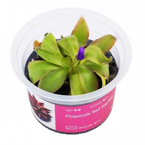 Pinguicula 'Red Starfish' in Cup - Aqua Art...