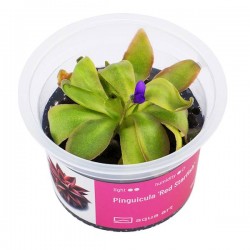 Pinguicula 'Red Starfish' in cup - Aqua Art Carnivora plant for Terrarium