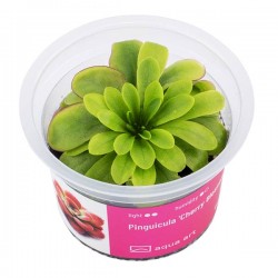 Pinguicula 'Cherry Blossom' en coupe - Aqua Art Plante carnivore de terrarium