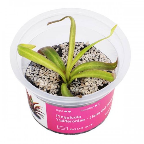 Pinguicula 'Calderoniae' in cup - Aqua Art Carnivora plant for Terrarium