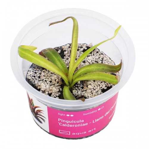 PINGUICULA 'CALDONONIAE' in CUP - Aqua Art...