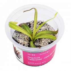 Pinguicula 'Calderoniae' in cup - Aqua Art Carnivora plant for Terrarium