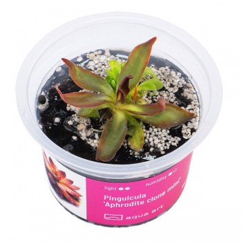 Pinguicula 'Aphrodite Clone Mini' en coupe - Aqua Art...
