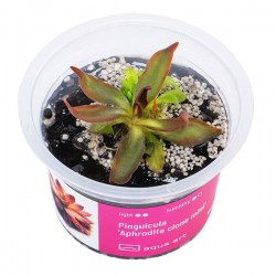 Pinguicula 'Aphrodite clone mini' in cup - Aqua Art Terrarium carnivorous plant