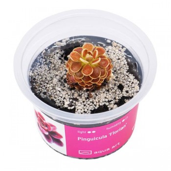 Pinguicula 'Florian' in cup - Aqua Art Carnivora plant...