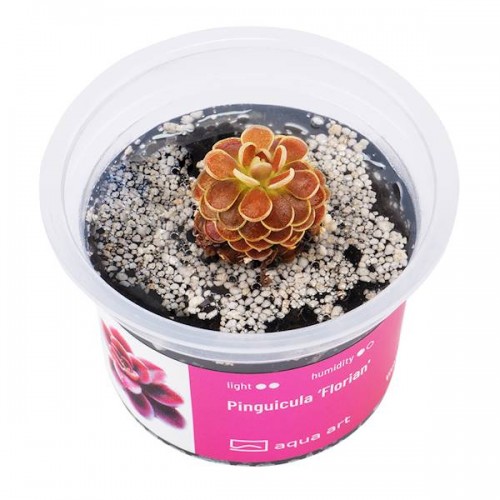 Pinguicula 'Florian' en coupe - Aqua Art Plante...