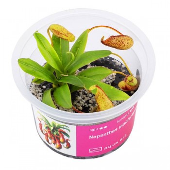 Nepenthes macfarlanei in cup - Aqua Art Pianta Carnivora...