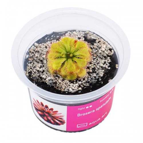 Drosera spatulated in cup - Aqua Art Terrarium...