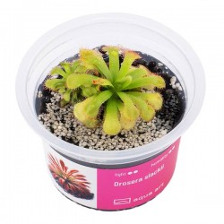 Drosera Slackii in Cup - Aqua Art Terrarium carnivorous plant