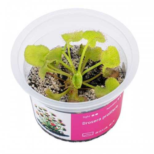 Drosera Prolifera in Cup - Aqua Art Terrarium...
