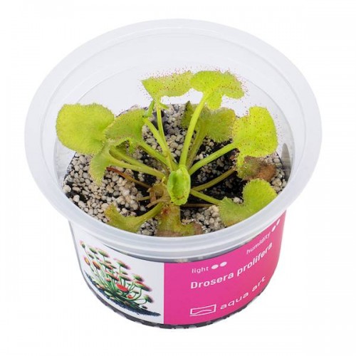 Drosera prolifère en coupe - Aqua Art Plante...