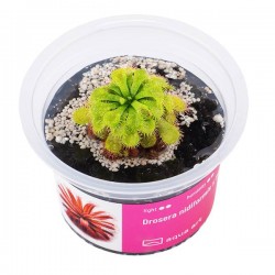 Drosera nidiformis x natalensis in cup - Aqua Art Terrarium carnivorous plant