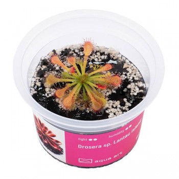 Drosera sp. Lantau island in cup - Aqua Art Pianta...