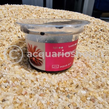 Drosera nidiformis x natansis in cup - Aqua Art Carnivora... 2