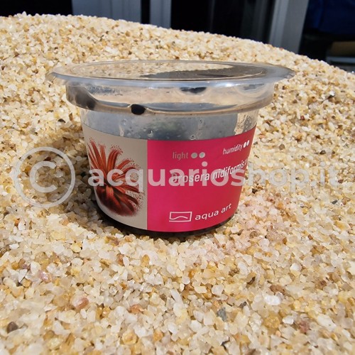 Drosera nidiforme x natalensis en coupe - Aqua...