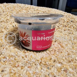 Drosera nidiforme x natalensis en coupe - Aqua Art Plante carnivore de terrarium