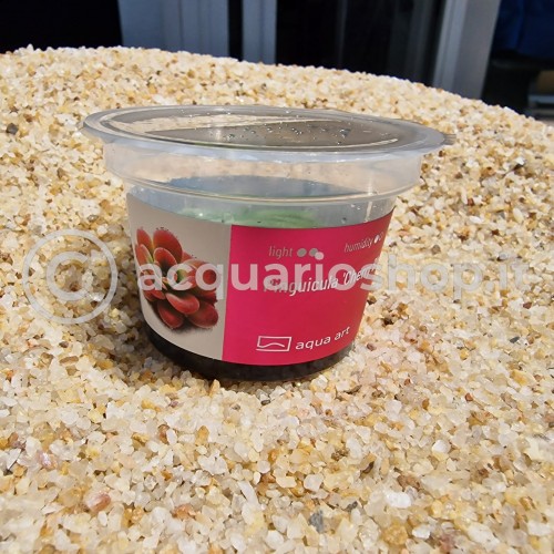 Pinguicula Cherry Blossom in cup - Aqua Art...