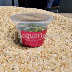 Pinguicula 'Calderoniae' in cup - Aqua Art Carnivora plant for Terrarium