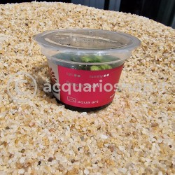 Drosera slackii en coupe - Aqua Art Plante carnivore de terrarium