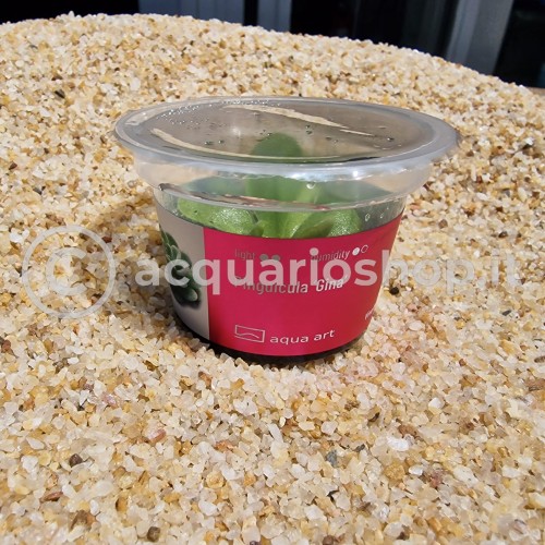 Pinguicula 'Gina' en coupe - Aqua Art Plante...