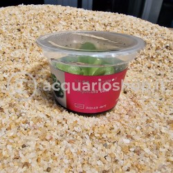 Pinguicula 'Gina' in cup - Aqua Art Carnivora plant for Terrarium