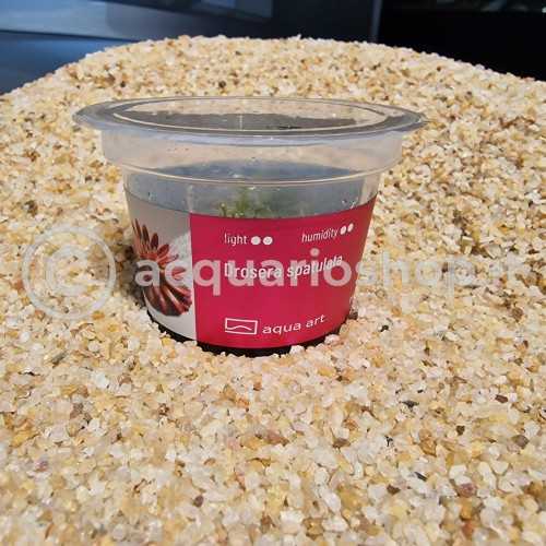 Drosera spatulated in cup - Aqua Art Terrarium...