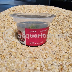Drosera spatulated in cup - Aqua Art Terrarium carnivorous plant