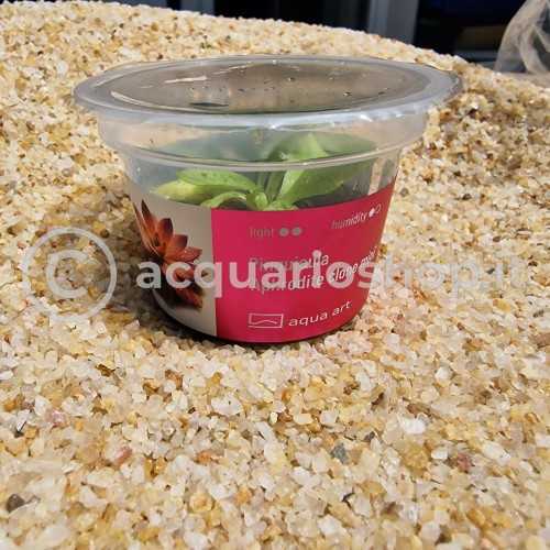 Pinguicula 'Aphrodite clone mini' in cup - Aqua...