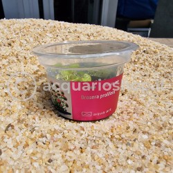 Drosera Prolifera in Cup - Aqua Art Terrarium carnivorous plant