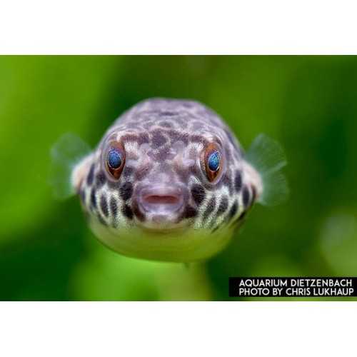 Tetraody Schouteni ball fish