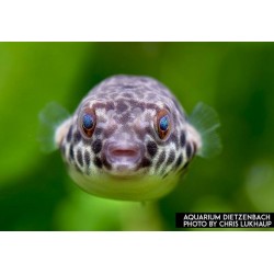 Tetraody Schouteni ball fish