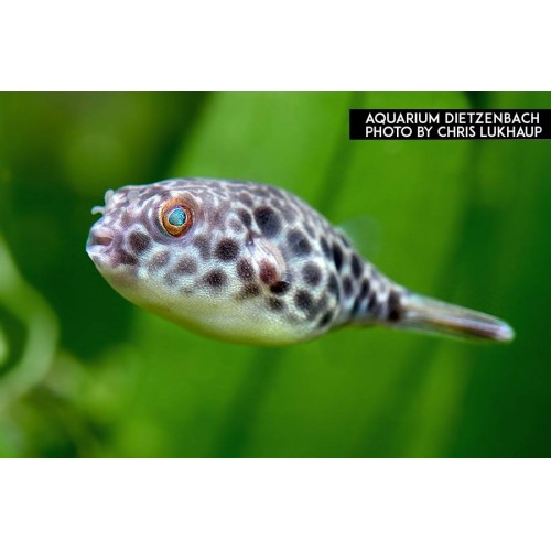 Pesce palla Tetraodon schoutedeni