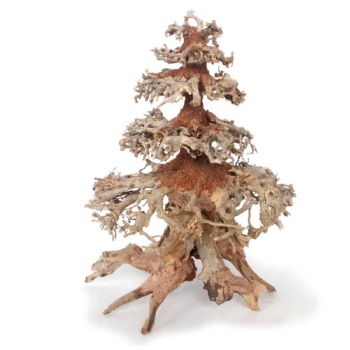 Legno Oriental Wind 8 MD Amtra